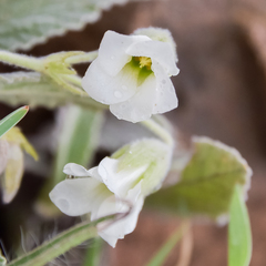 Hermannia geniculata