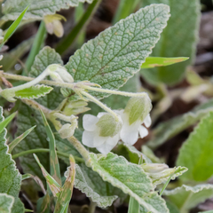 Hermannia geniculata