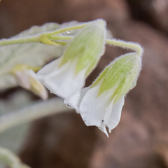 Hermannia geniculata