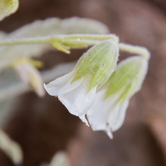 Hermannia geniculata