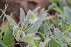 Hermannia geniculata