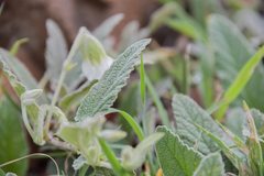 Hermannia geniculata