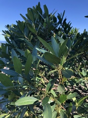 Pterocelastrus echinatus