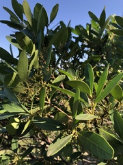 Pterocelastrus echinatus