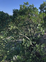 Pterocelastrus echinatus