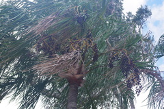 Livistona decora