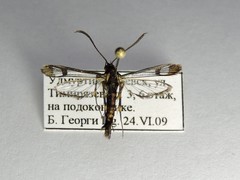 Synanthedon tipuliformis