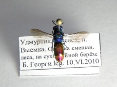 Chrysis ignita