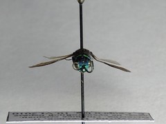 Chrysis ignita