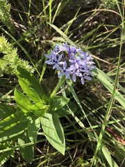 Pentanisia prunelloides prunelloides