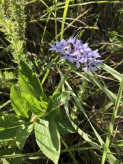 Pentanisia prunelloides prunelloides