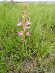 Disa verdickii