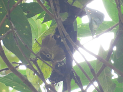 Anabacerthia striaticollis