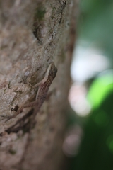 Anolis apletophallus