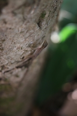 Anolis apletophallus