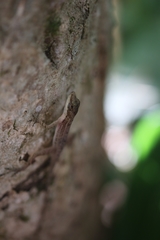 Anolis apletophallus