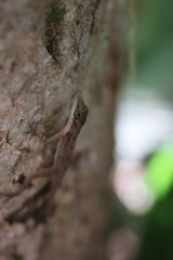 Anolis apletophallus