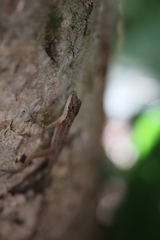 Anolis apletophallus