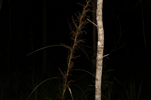Image of Gahnia clarkei by (c) Greg Tasney, some rights reserved (CC BY-SA)