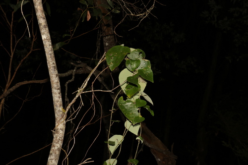 Stephania japonica