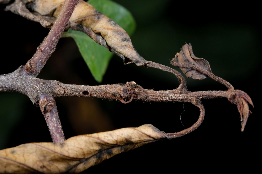 Wood Cosmet