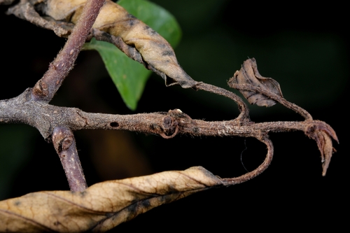 Wood Cosmet
