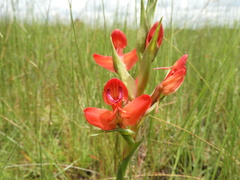 Disa ornithantha