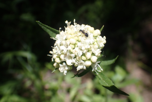 Image of Valeriana californica by no rights reserved