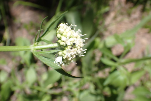 Image of Valeriana californica by no rights reserved