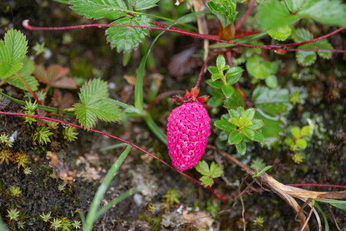 Fragaria daltoniana (Fragaria daltoniana)