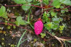Fragaria daltoniana, photograph (c) Morten Ross, some rights reserved (CC BY)