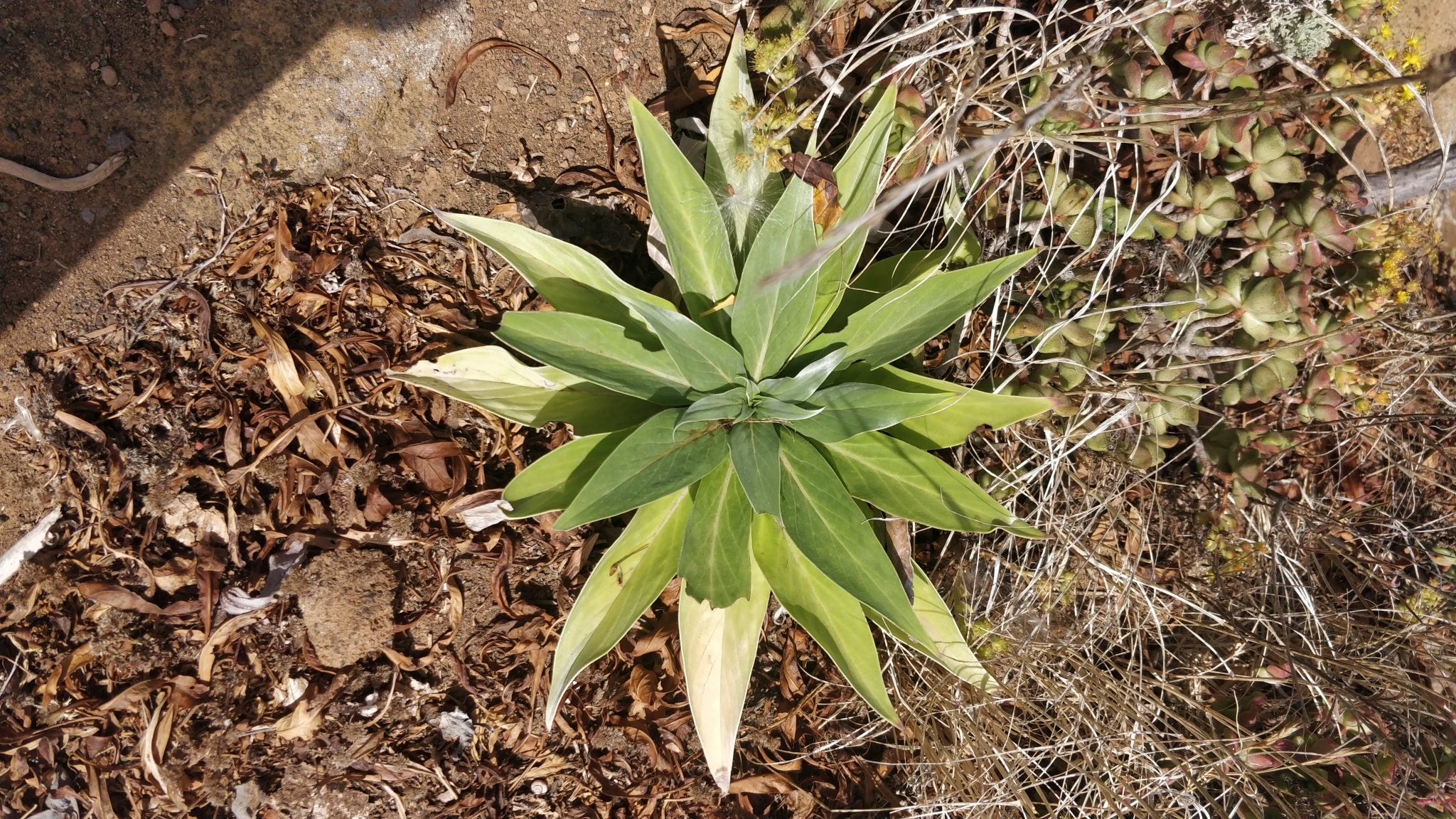 Imagem de Echium simplex