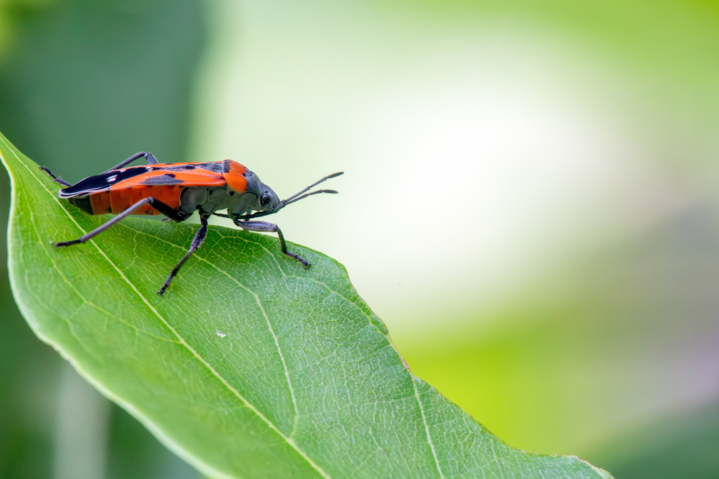Texas Seed Insect Southern Small Milkweed Bug from Lewisville, TX, USA on July 21, 2023 ...