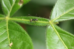 Dolichoderus bispinosus