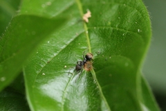 Dolichoderus bispinosus