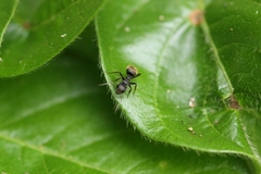 Dolichoderus bispinosus