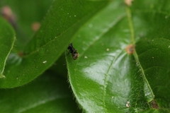 Dolichoderus bispinosus