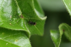 Dolichoderus bispinosus