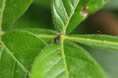 Dolichoderus bispinosus
