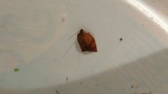 Tortricinae