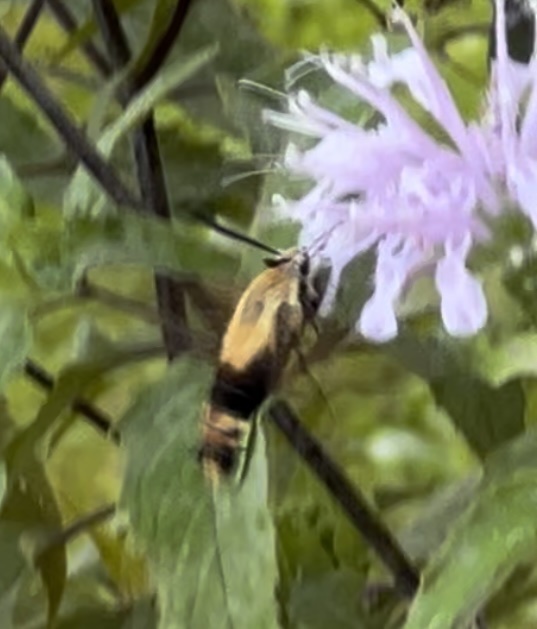 Snowberry Clearwing from Garrett Rd, White Hall, MD, US on July 25 ...