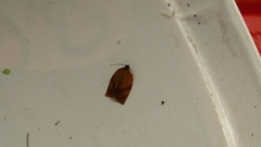 Tortricinae