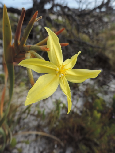 Bobartia gladiata