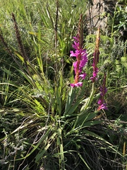 Watsonia pulchra