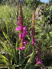 Watsonia pulchra