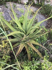 Aloe spicata