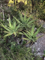 Aloe spicata
