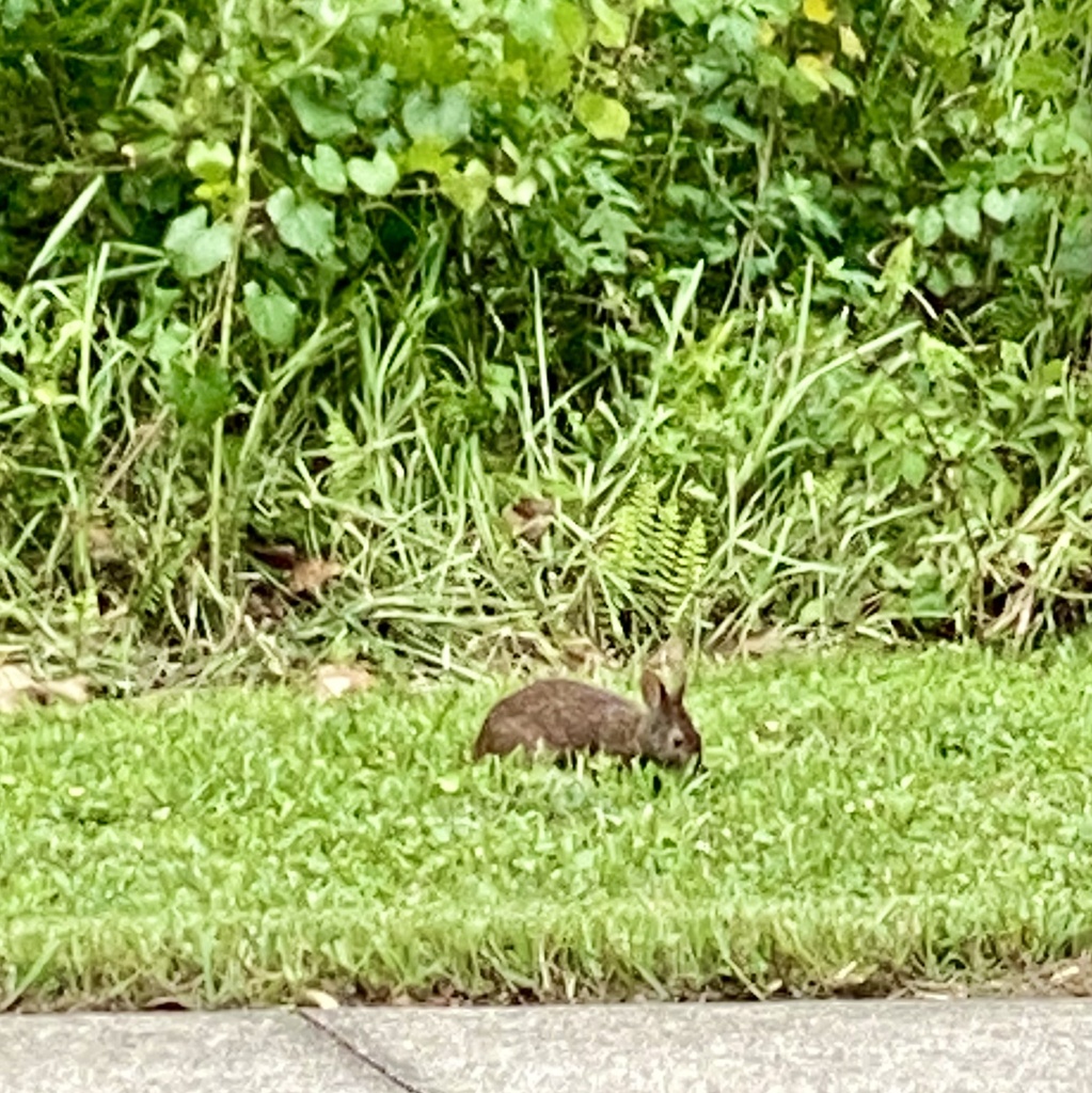 Florida Marsh Rabbit