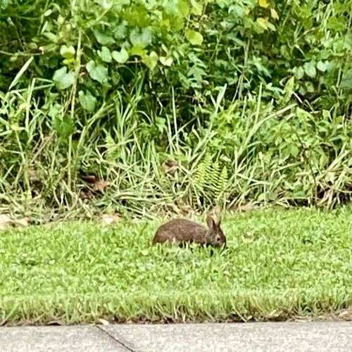 Florida Marsh Rabbit