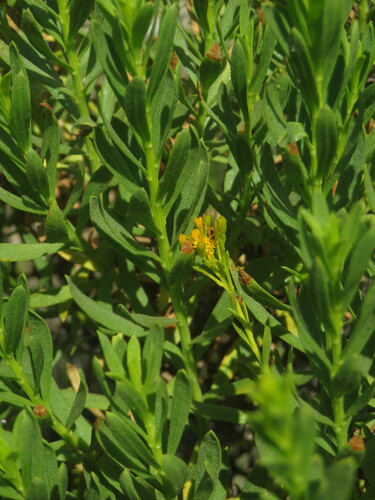 Image of Ericameria parishii by no rights reserved